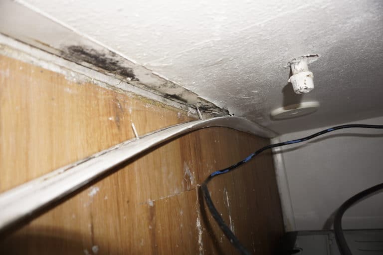 mold removal service in Stanwood WA