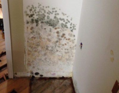 mold removal service in Bellingham WA, mold removal service in Oak Harbor WA, mold removal service in Friday Harbor WA, mold removal service in Everett WA