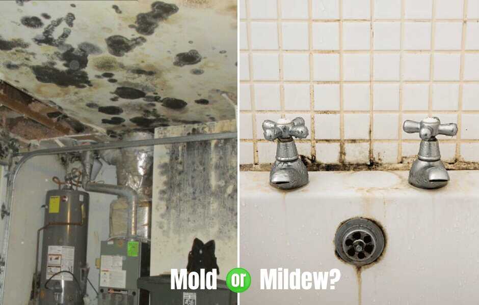 black mold or mildew -- it makes a difference when you're asking what happens if you touch black mold