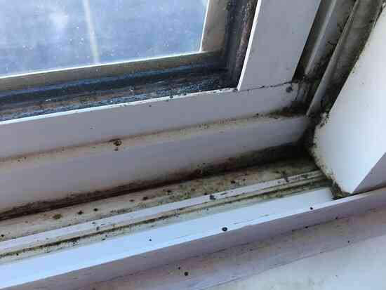 Mold on windowsills