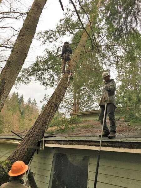 who do i call if a tree fell on my house? Cleaner Guys