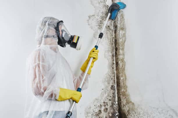 mold removal process