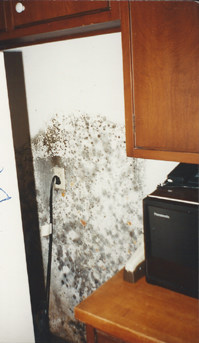 What causes mold? Cleaner Guys answers.